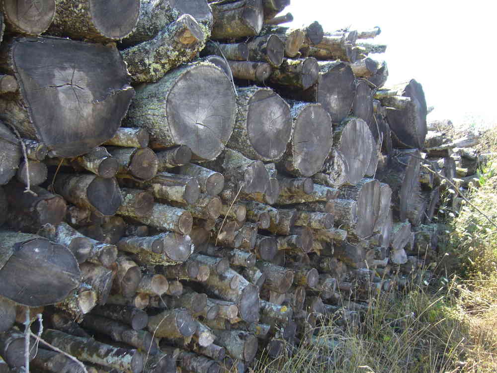 BOIS DE CHAUFFAGE – FRENE – LONGUEUR 2M