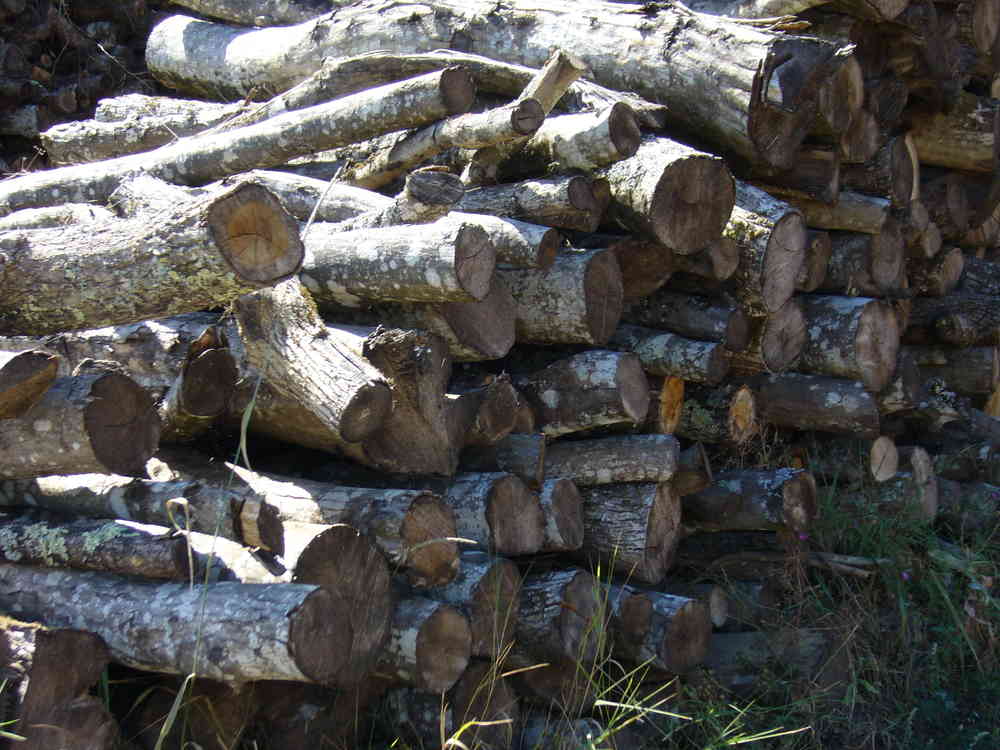 BOIS DE CHAUFFAGE – CHARME  – LONGUEUR 2M